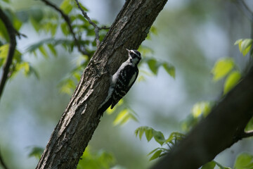 Downy Woodpecker hanging on to a tree branch