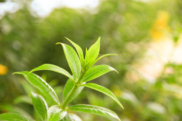 Natural fresh green leaves provide fresh air at the park.