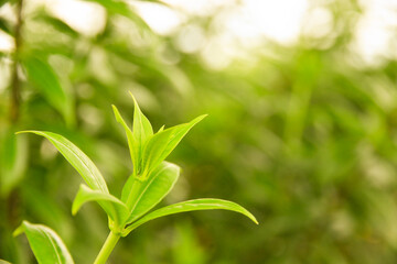 Natural fresh green leaves provide fresh air at the park.