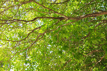 Green leaf and branch on the tree in the garden.A branch in a park.Refreshing and beautiful nature.