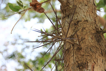 Tree trunks, large spiky branches with green bokeh background.