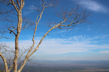 Fototapeta na wymiar Tree branch on blue sky background.Refreshing and beautiful nature.