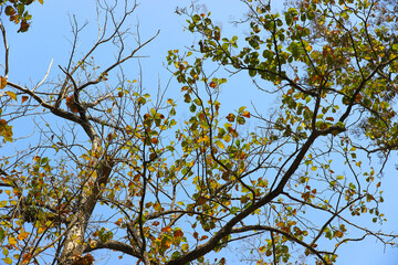 Tree branch on blue sky background.Refreshing and beautiful nature.