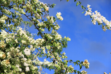 Beautiful flowers in the garden are natura.Selection focus.