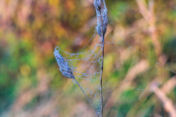 Dewy spider webs in the morning among the grasses in a meadow glisten in the sun