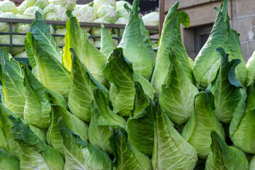 fresh harvested green pointed cabbages