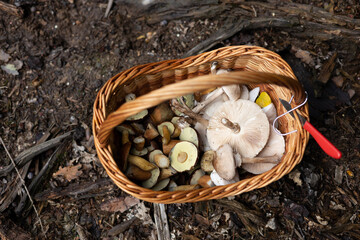 a basket full of mushrooms, a mushroom hunt in October in Bavarian forest