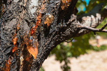 Brown resin drops on the apricot tree in focus.