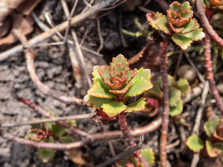 The stringy, gold moss stonecrop and graveyard moss (Sedum sarmentosum) with multiple branching stems just appearing and starting to form green and pink leaves in spring