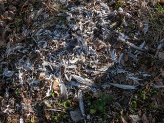 Forest ground covered with autumn leaves and a tree stump surrounded with feathers of a bird prey eaten by the big predatory bird