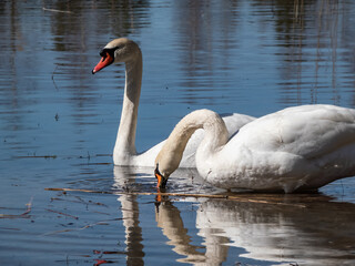 A couple of adult mute swans (cygnus olor) swimming together in the water in bright sunlight