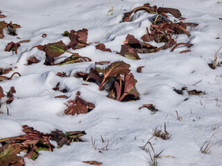 View of colorful leaves of the Purple bergenia (Bergenia purpurascens) with faded colours covered by white snow in winter