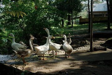 group of geese gather in park with trees and sunshine