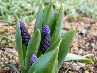 Obraz premium Close-up shot of gorgeous grape hyacinth (Muscari latifolium) buds displaying two different kinds of flowers. At the top are the light blue, below are dark purple-blue flowers