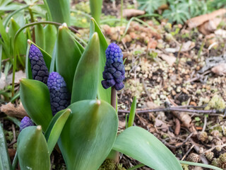 Close-up shot of gorgeous grape hyacinth (Muscari latifolium) buds displaying two different kinds...