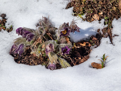 Close-up shot of purple spring flower Pasqueflower (Pulsatilla x gayeri Simonk.) with yellow center surrounded with white snow in spring