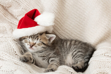 cute, cute gray kitten sleeps on a light background in a New Year's cap