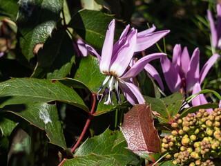 Close-up shot of dog's tooth (Erythronium dens-canis) 'Pink Perfection' with nodding pink, star-shaped flowers with curved petals and purple anthers on white filaments in spring