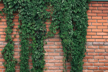 Virginia creeper vines on old red brick wall. Five leaved ivy green foliage on rough brickwork. Nature rustic vintage background
