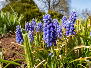 Grape hyacinth (Muscari armeniacum) flowering with blue flowers that look like tiny bunches of grapes in garden in spring
