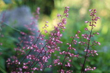 Heuchera. Red geyhera flowers in the garden.