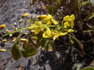 Naklejka na ściany i meble The Barrenwort (Epimedium perralichicum) 'Frohleiten' flowering with clusters of bright yellow flowers