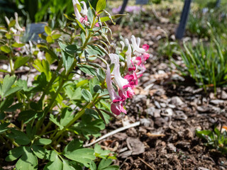 Close-up shot of the Corydalis vittae x solida 'David' flowering with white and pink flowers
