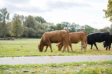 Herd of cows and cattle grazing on common land in Cambridge meadow