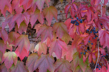 rote Blätter im Herbst