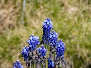 Close-up shot of the Muscari pseudomuscari flowering with long, bell-shaped flowers in the garden