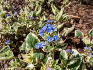 Siberian bugloss (Brunnera macrophylla) 'Variegata' with large, heart-shaped green leaves flowering with tiny, pale blue, airy flowers