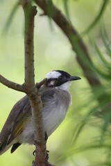 Light-vented Bulbul is on the tree, the background is green, although it is a common bird, it has a beautiful feeling.