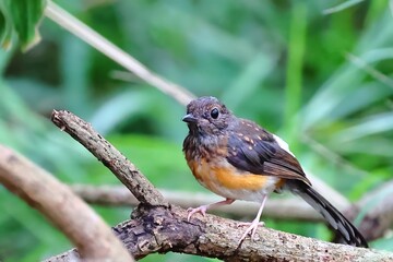 Although it is a beautiful and cute bird, it may be harmful to Taiwan's ecology.