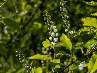 Close-up shot of white flowers of small tree the Bird cherry, hackberry, hagberry or Mayday tree (Prunus padus) in full bloom. Fragrant white flowers in pendulous long clusters (racemes)