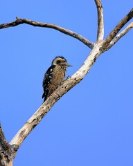 Fototapeta na wymiar Young woodpecker bird climbing to the top of a tree waiting for its parents.