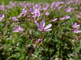 Macro shot of the bright pink flower - the common stork's-bill, redstem filaree, redstem stork's bill or pinweed (Erodium cicutarium) bloomin in summer
