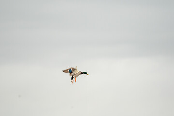 Beautiful portrait of a flying duck trying to land on a marsh in the Valencian community in Spain