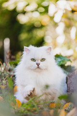Naklejka na ściany i meble Britisch Langhaar Katze im Garten, Herbst