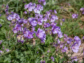 Obraz premium Mallow-Flowered Cranesbill (Geranium malviflorum) with finely cut slightly greyish-green foliage flowering with purple-blue flowers