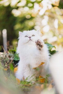 Britisch Langhaar Katze im Garten, Herbst