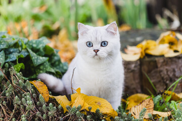 Naklejka na ściany i meble Britisch Kurzhaar Katze im Garten, Herbst