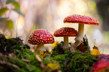 Amanita muscaria or “fly agaric“ is a red and white spotted poisonous Toadstool Mushroom growing in the undergrowth of a forest in Sauerland Germany. Close up of three fruit bodies in autumn season.