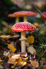 Amanita muscaria or “fly agaric“ is a red and white spotted poisonous Toadstool Mushroom growing in the undergrowth of a forest in Sauerland Germany. Close up of  colorful fruit bodies in autumn.