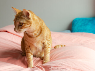 Orange cat looking to the left on the pink sheet in the bedroom