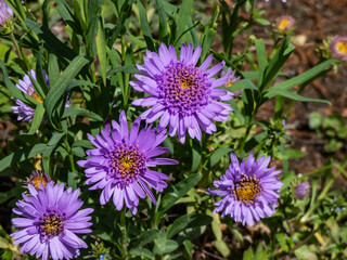 Close up shot of the alpin aster or blue alpine daisy (Aster alpinus) flowering with large daisy-like flowers with blue-violet rays with yellow centers