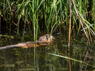 The muskrat (Ondatra zibethicus) - medium-sized semiaquatic rodent covered with short, thick fur of medium to dark brown color