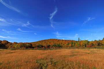 秋の八幡平、後生掛の湿原と山の紅葉