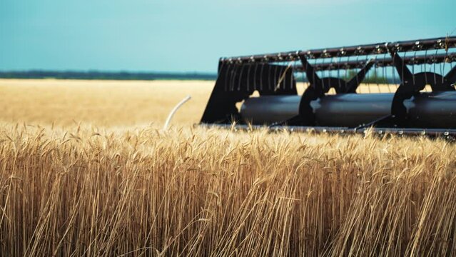 Wheat harvest concept. Combine harvester gathers the wheat crop. Harvester machine harvesting golden ripe wheat field on an agricultural field at sunset. Industry agriculture food production.