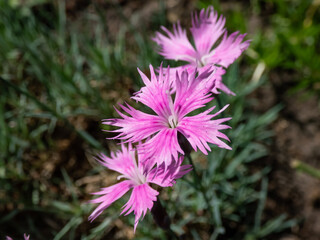 Common pink, garden pink or wild pink (Dianthus plumarius) flowering with symmetric pink and white...