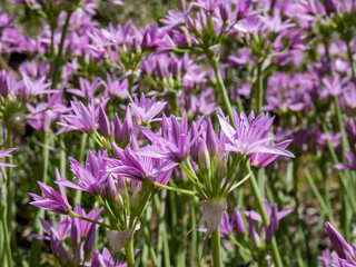 Allium unifolium Kellogs 'Eros' with strap-shaped deciduous leaves flowering with pinkish-lilac flowers form domed clusters in summer